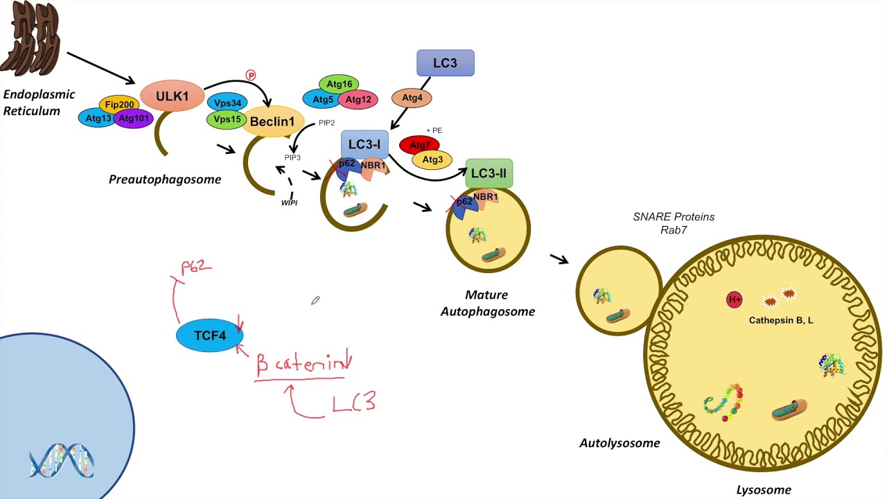 Macroautophagy | Transcriptional Regulation: Lesson 2