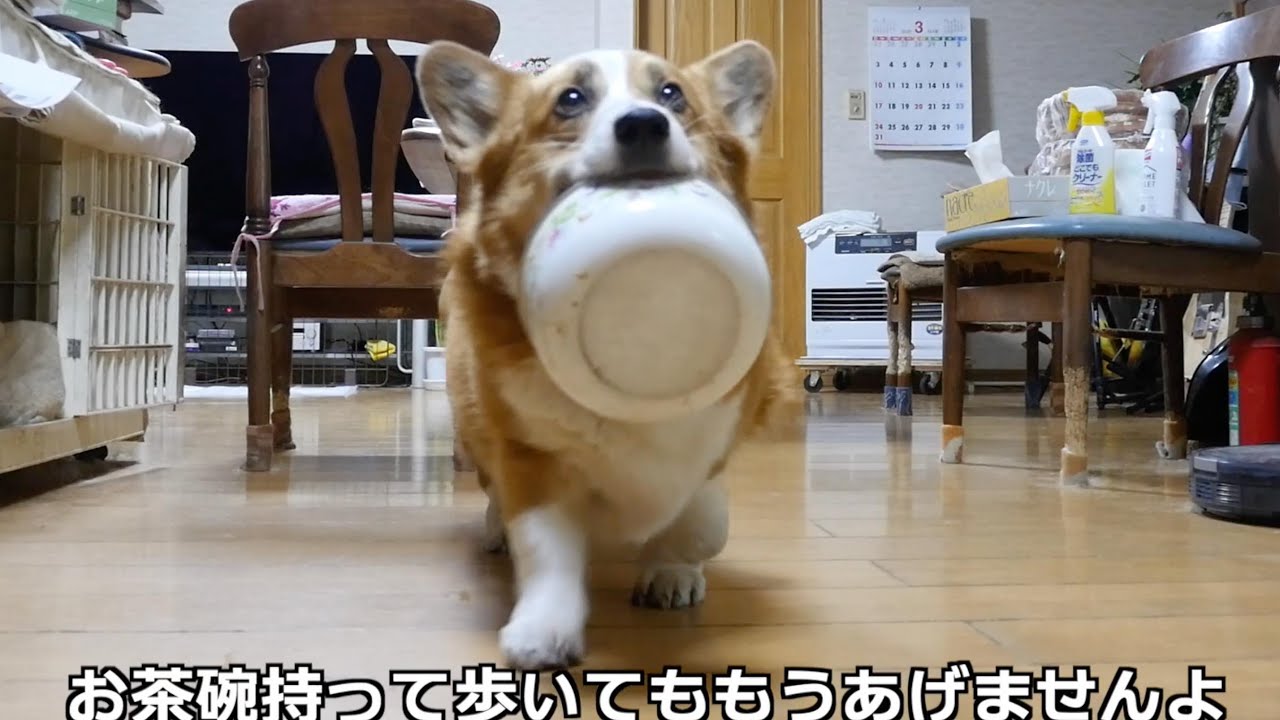 2024　ご飯タイム〜コーギー三兄妹