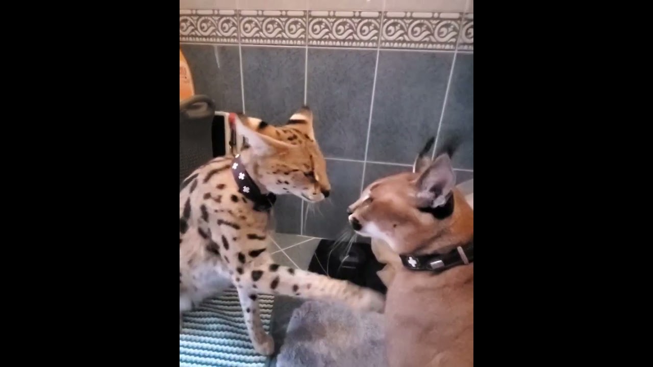 Sogga and Floppa talk
