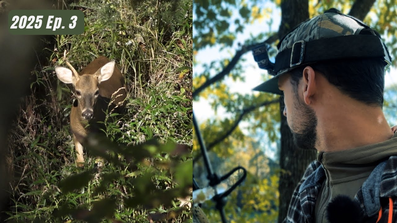 PUBLIC Land Deer Action | Охота с луком в Алабаме