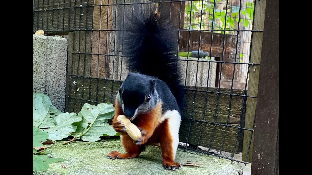 2021/76  - 400 tierische Zwerge sind in Aue zuhause | Schönhörnchen