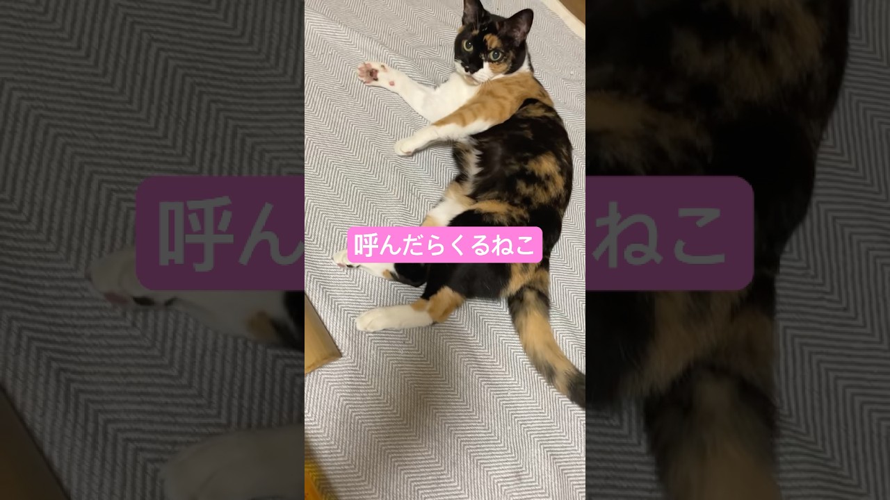 #shorts #猫 #子猫 #猫好き #癒し #かわいい #ネコ動画#黒猫#ハチワレ#三毛猫#シニアネコ