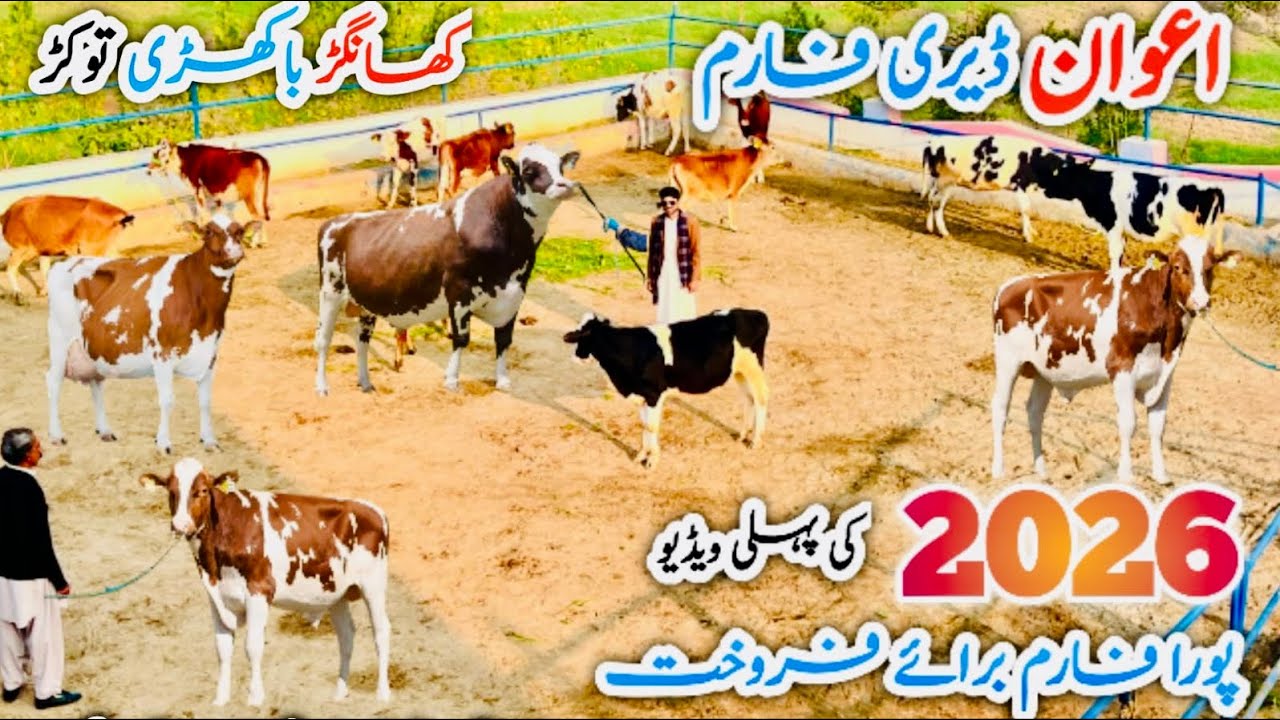 Awan Dairy Farm 🐄 | Biggest Imported Milking Cows & Heifers for Sale | High Milk Yield | Pakistan