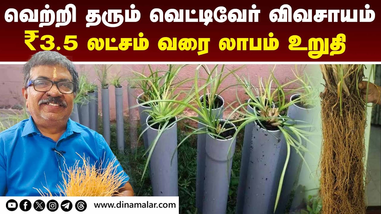 வீட்டிலேயே வெட்டிவேர் விவசாயம் செய்ய 5 வழிகள் | Vetiver | Organic Farming | Business Ideas | Herbal