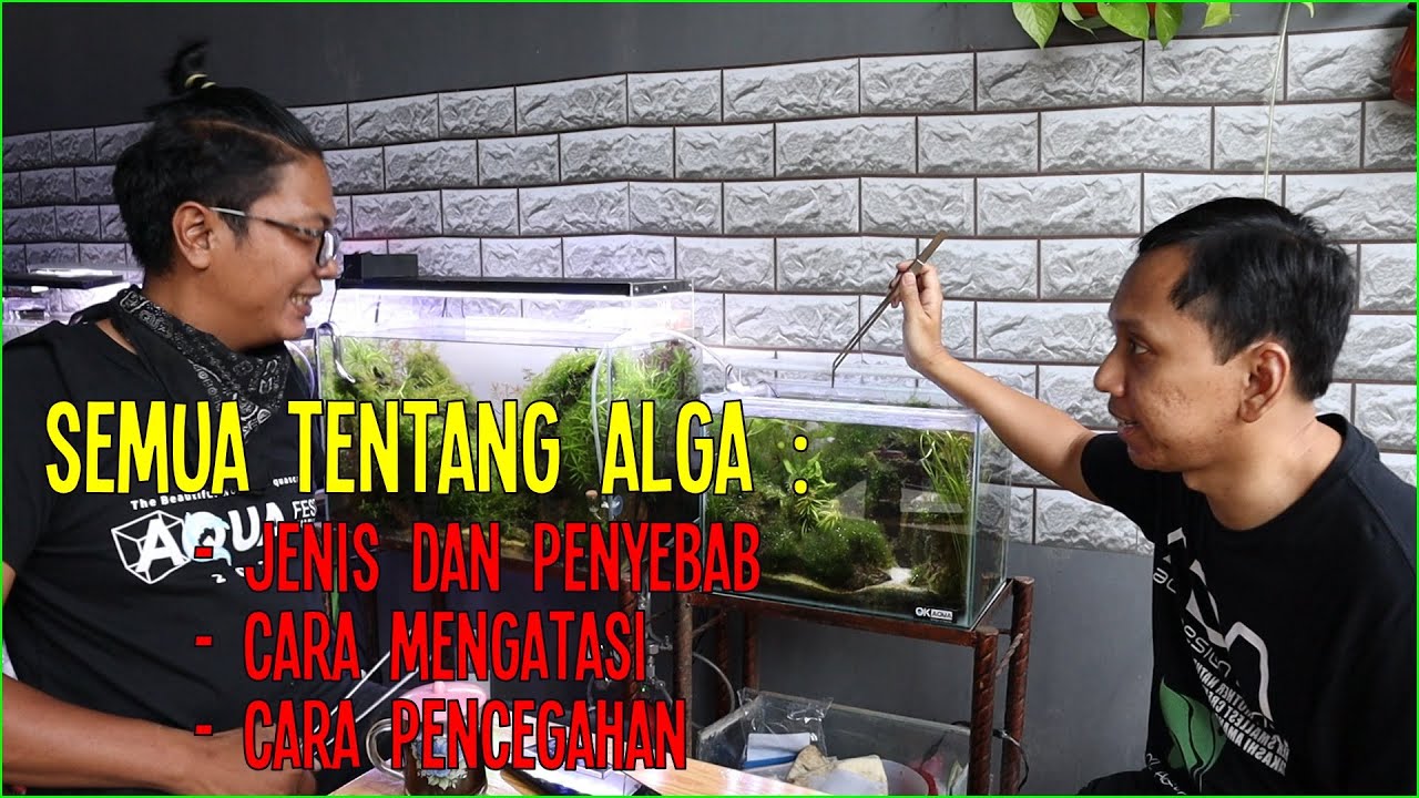 Kupas Tuntas Bahas Alga Bareng Dino Noerdiyansyah - Aquair Indonesia