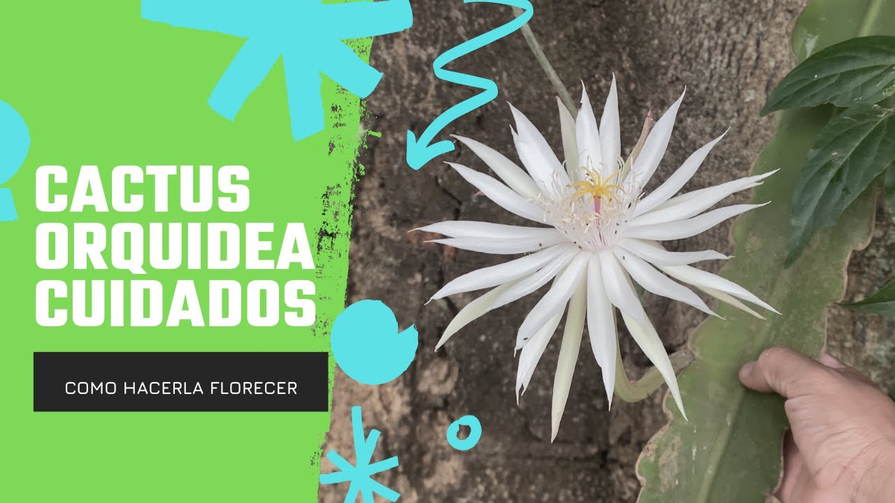 COMO HACER FLORECER CACTUS ORQUIDEAS O DAMA DE LA NOCHE / FLORACION DE EPIPHYLLUM