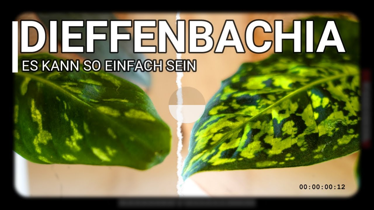 Diese Pflanze muss man haben: Dieffenbachia - PFLEGEN UMTOPFEN & VERMEHREN