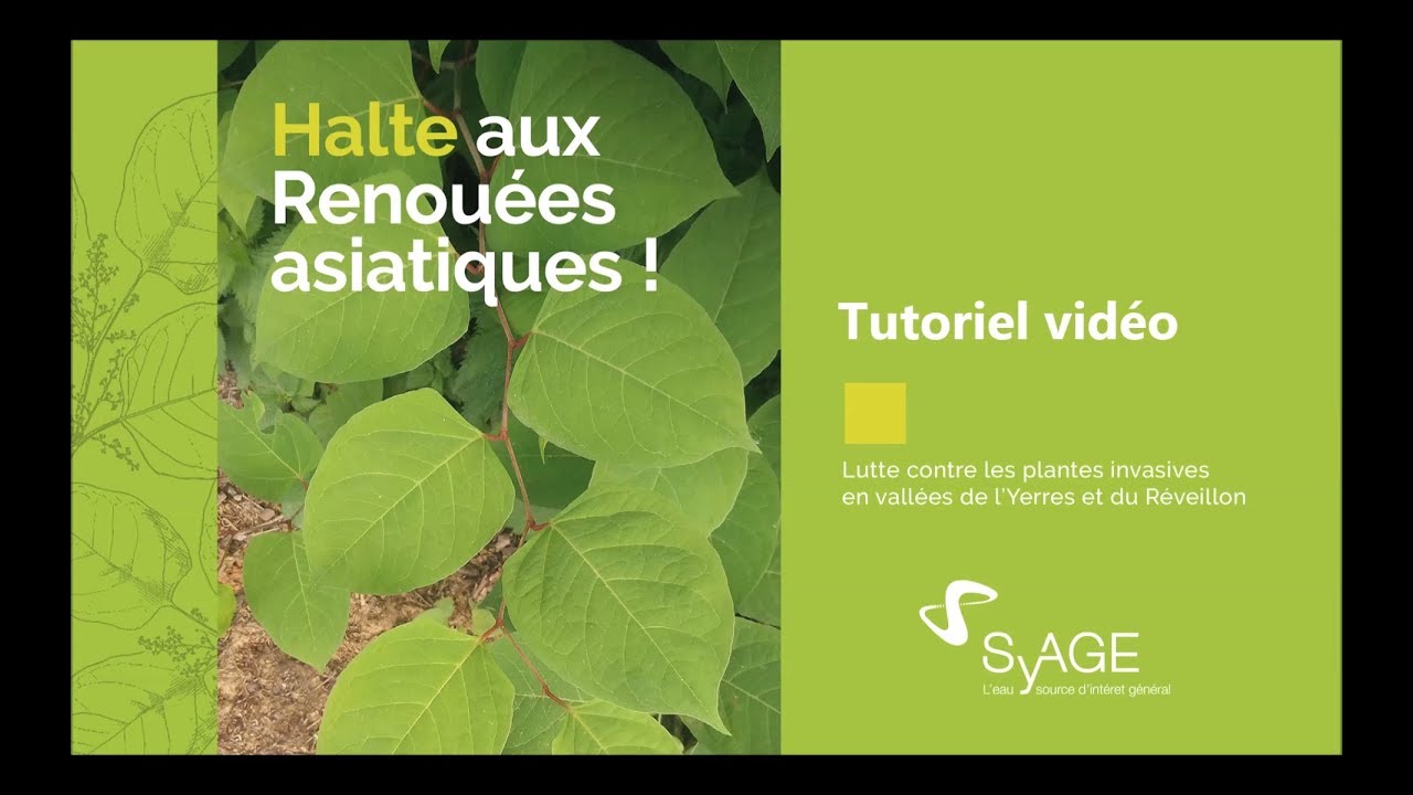 Lutte contre la Renouée - Atelier pratique