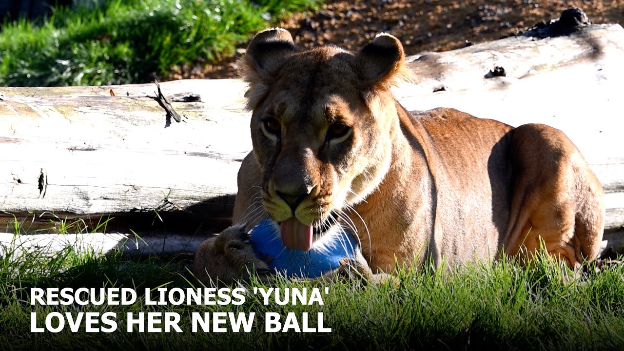 Rescued Lioness, Yuna, Plays With Her FIRST EVER Toy! | The Big Cat Sanctuary