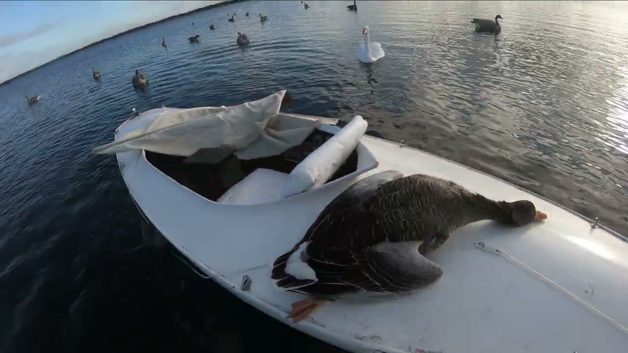 Aftentræk på fjorden d  17.-10.  2025