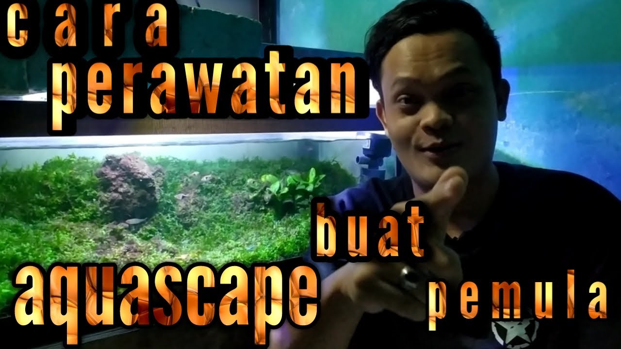 cara perawatan aquascape