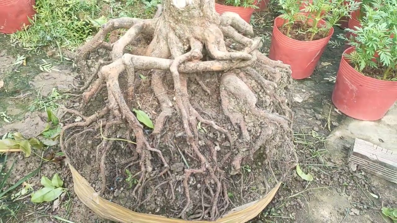 Phôi mai tứ quý ngày 17/1 liên hệ zalô 0974112414 đt 0336425620 lợi