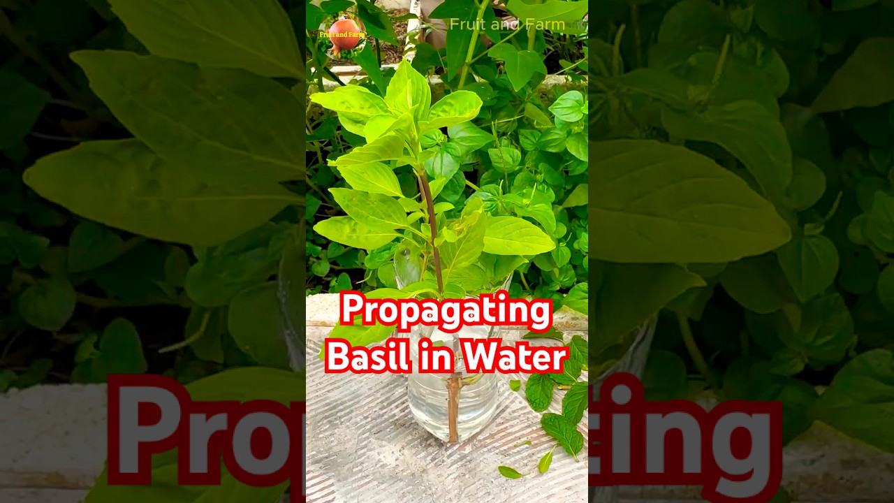 Propagating Basil in Water #basil #plantpropagation #gardening
