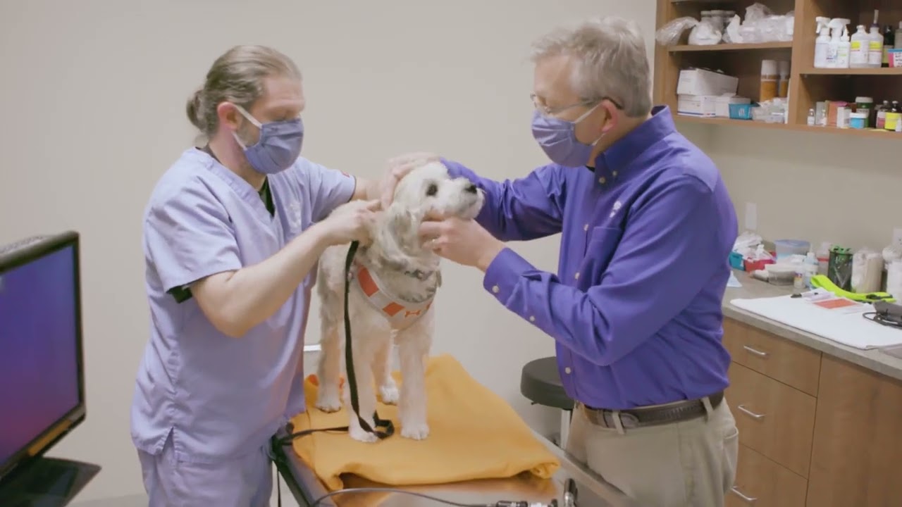 Understanding Ear Disease in Pets with Dr. Craig Griffin