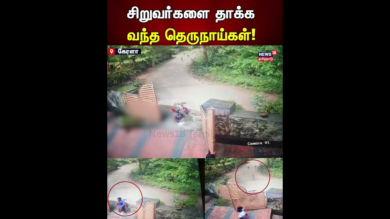 Stray Dogs Attack Children | சிறுவர்களை தாக்க வந்த தெருநாய்கள்! | N18S