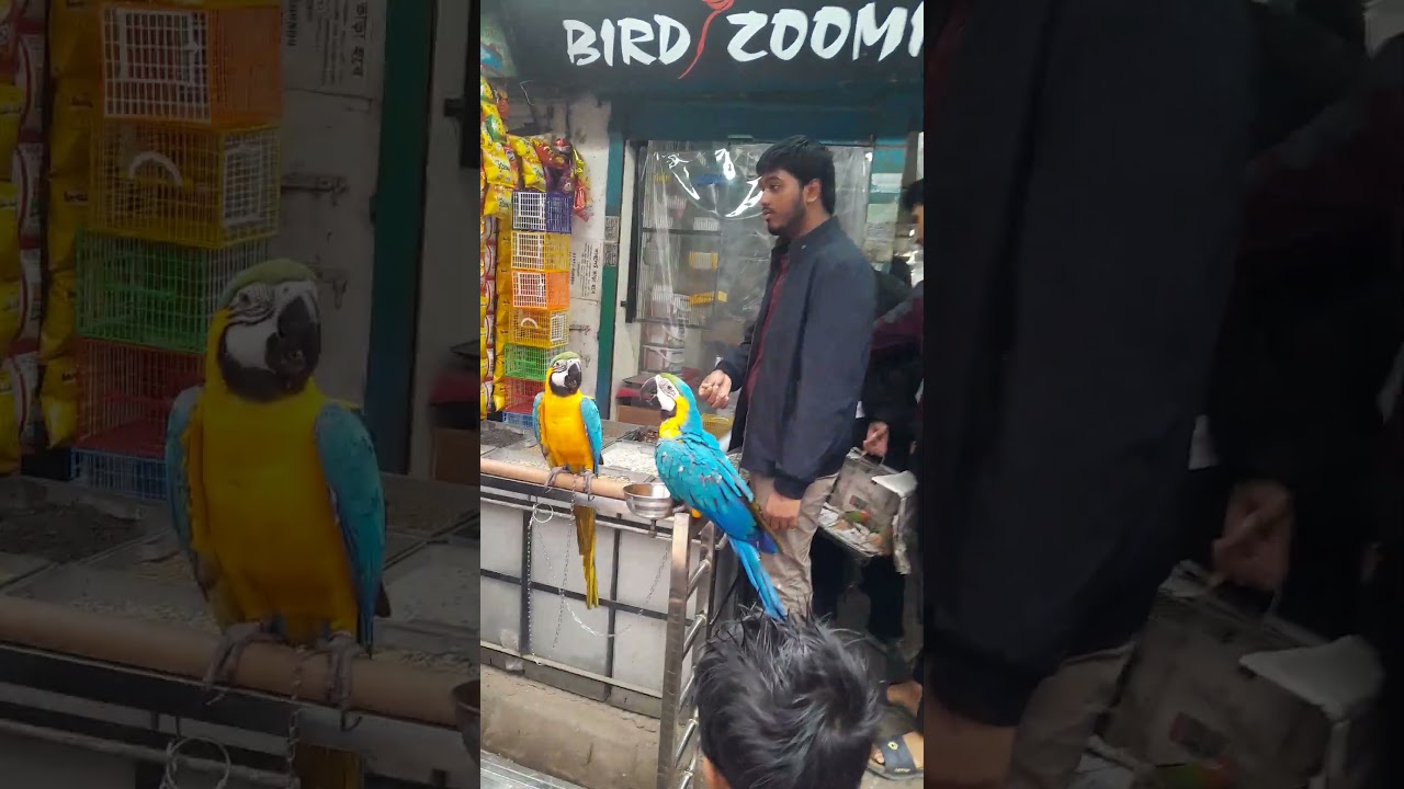 Bird zooming shop 🥰 #birds #cute #viral