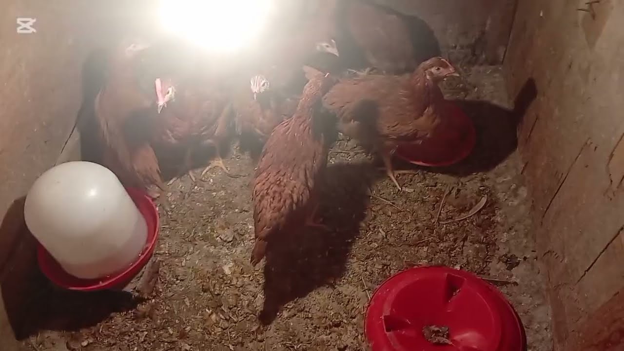 لسه بتخافي من تربيتها في الشتاء 💨اسرار تجربتي مع الفراخ 🐥🪿دورة ناجحه 💯 هتخليكي صاحبه مشاريع مربحه 🪙