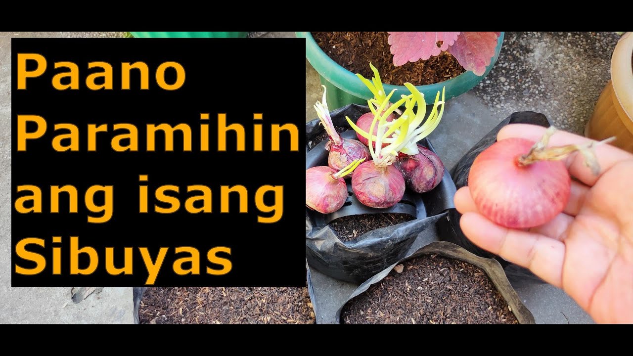 Paano Magtanim ng Sibuyas sa Container