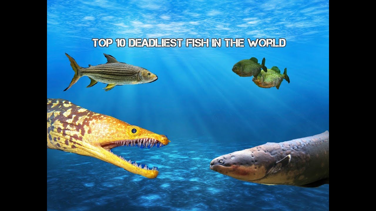 Top 10 Deadliest fish in the world