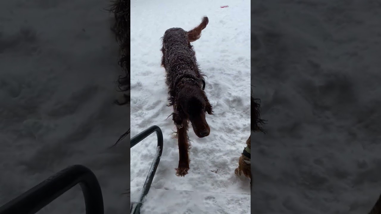 Ялави весь в снегу #dogs #ирландскийсеттер #irishsetter #husky #huskylife #huskydog #beagle #собака