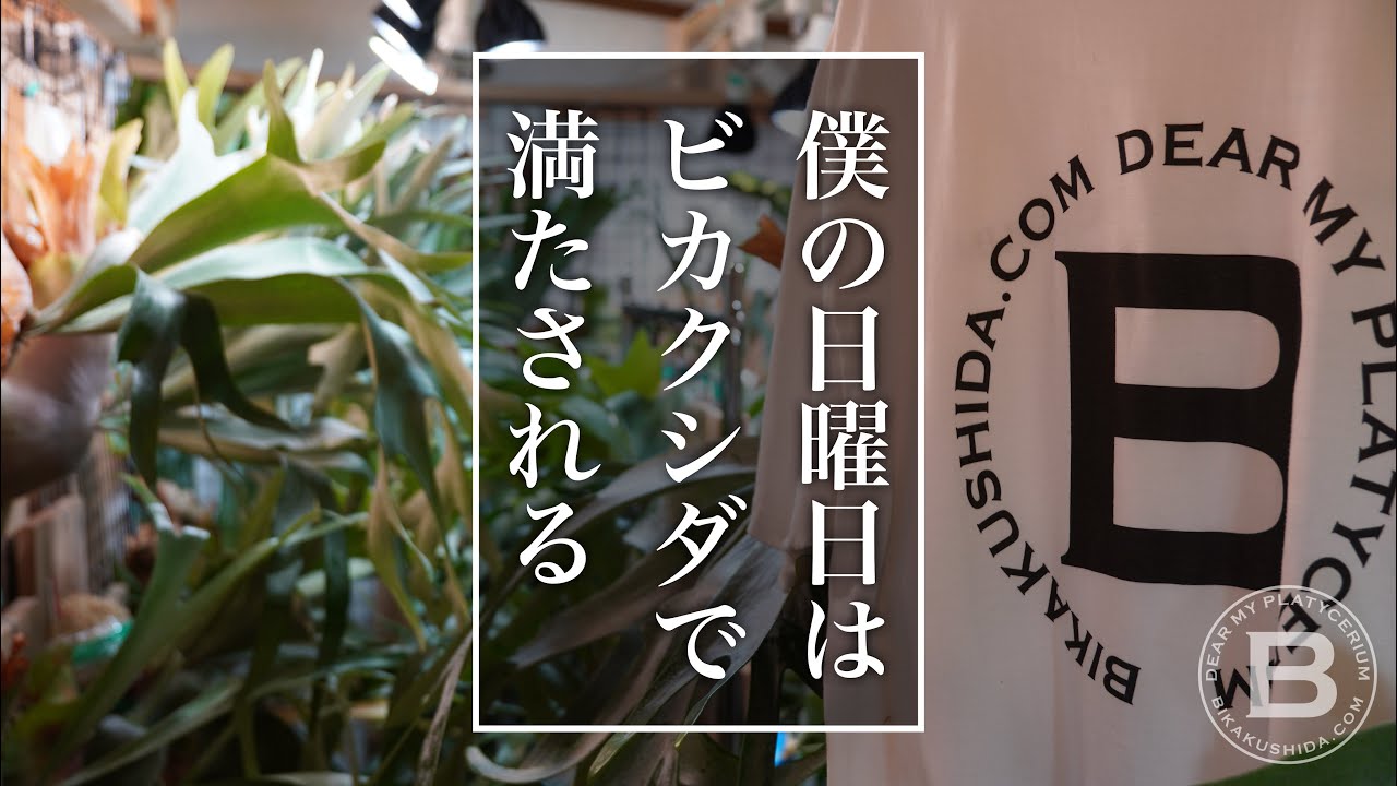 ビカクシダで満たされる僕の日曜日　観葉植物/コウモリラン
