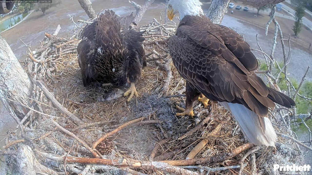 SWFL. Dad brings a whole fish for his beloved E26 🥰 / 09:56 /  2026-02-26