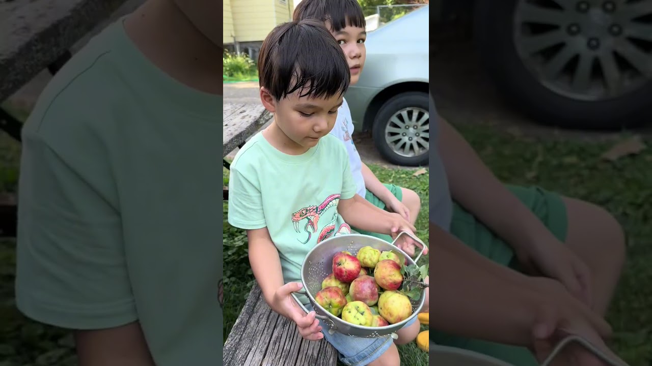豆苗家治愈系vlog：夫妻之间的互相体谅，后院打苹果的快乐童年@Ben爸笨先生 @小豆苗兄弟