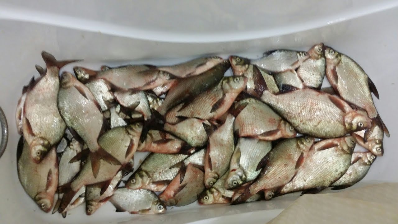 Зимняя ловля леща на Сурском водохранилище 19.12.2016 год  Итого 14 кг