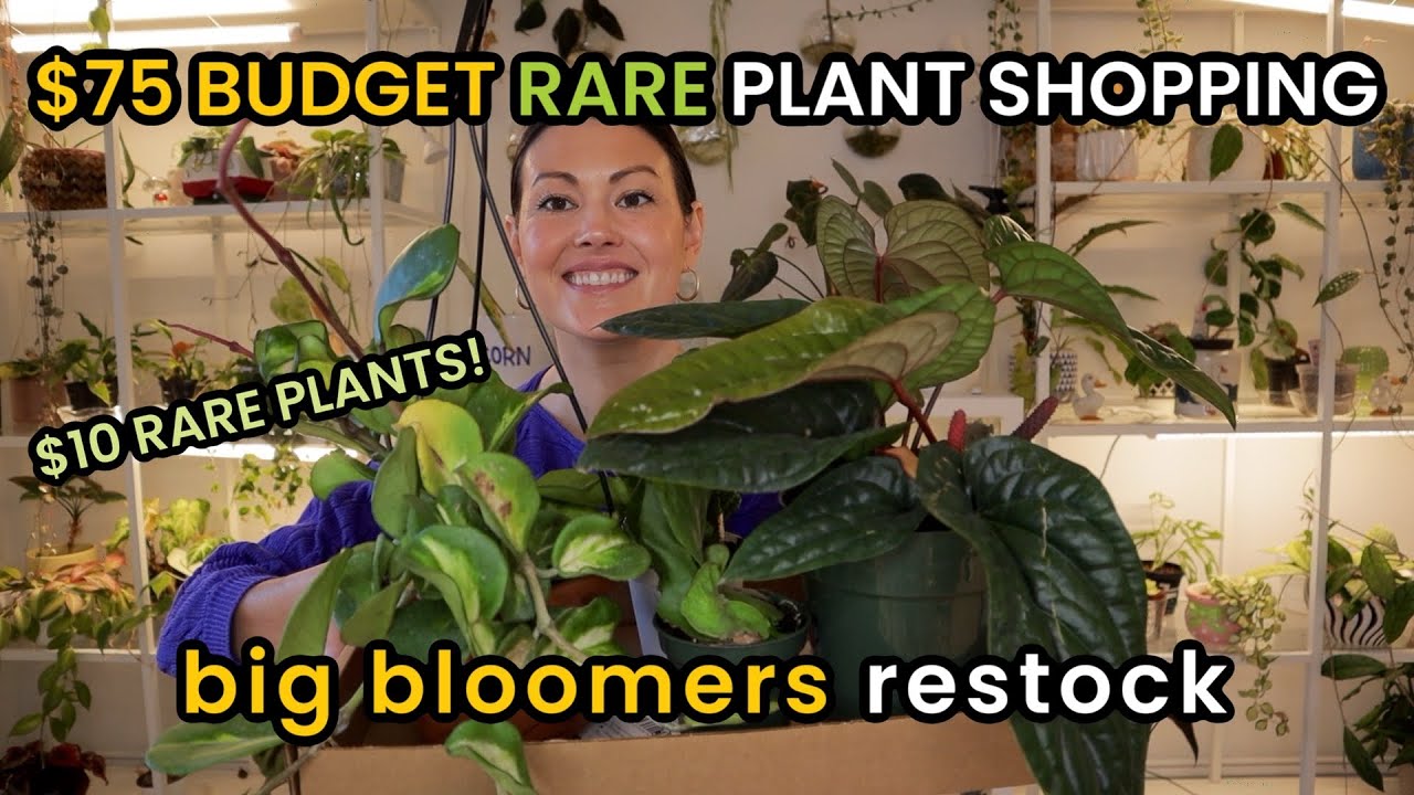 Can I Go RARE Plant Shopping With A $75 BUDGET? BIG BLOOMERS House Plant Shopping & Plant Haul
