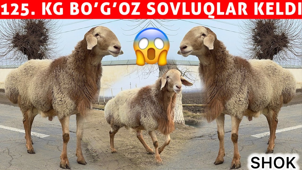 	ARASHAN QO‘CHQOR BOGO‘Z SOVLUQLAR KELDI — SHOK 😱