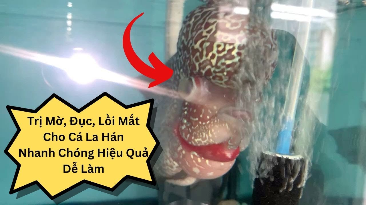 Chữa Bệnh Đục, Lồi Mắt Cho Cá La Hán Hiệu Quả, Đơn GIản, Nhanh Chóng