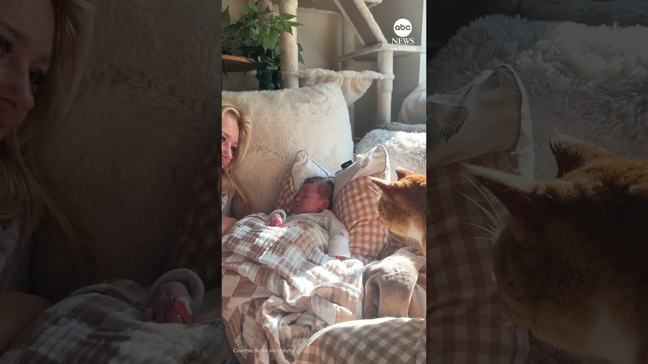 Curious cat taps newborn baby gently