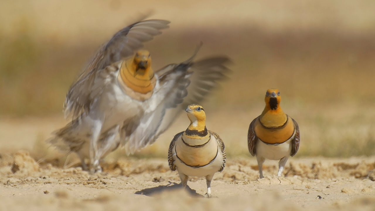 Sandgrouse drinking in Shivta الغطاطة קטות שותות בשבטה पिन पूंछ  サケイ वाले सैंडग्रास گودال ماسه ای