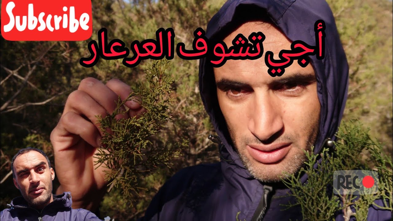 أجي نوريك شجرة العرعار والتريق لي كنستعملها يوميا