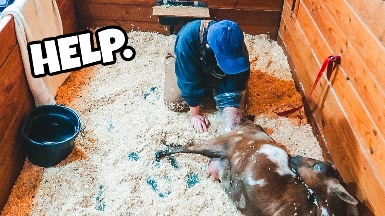 This BABY ain't coming out on its own! (goat birth - labor & delivery)