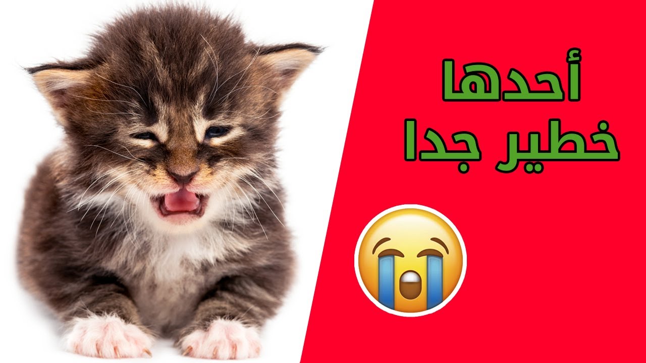 أكثر 5 أسباب تجعل القطط تبكي