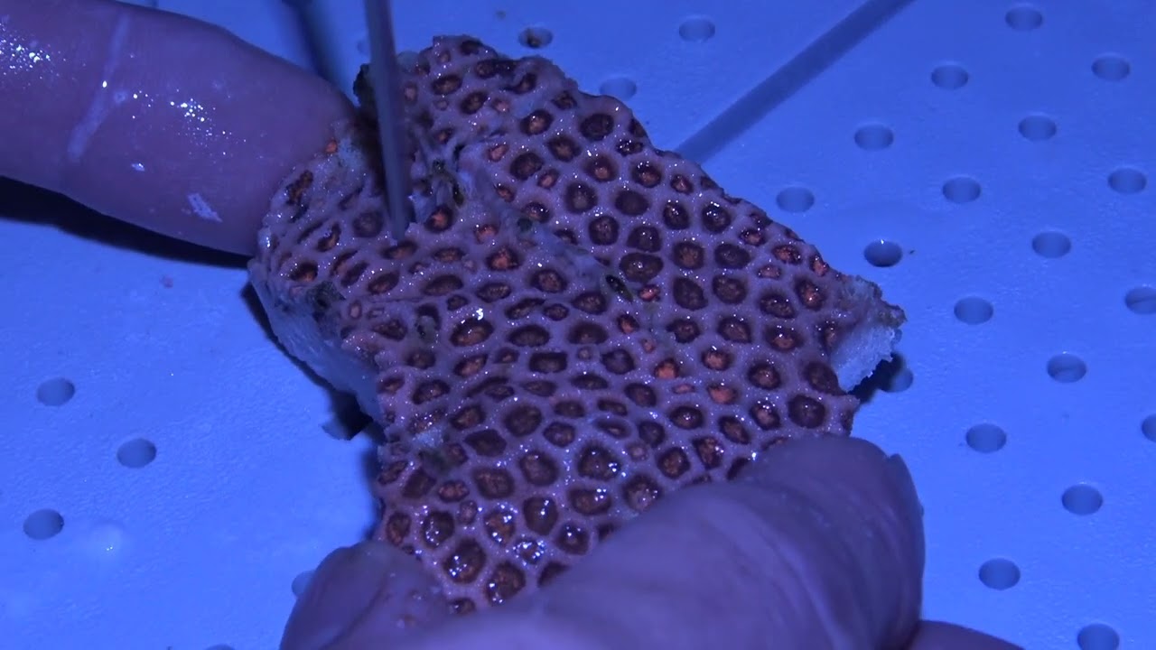 HOW TO: Frag Goniopora Coral