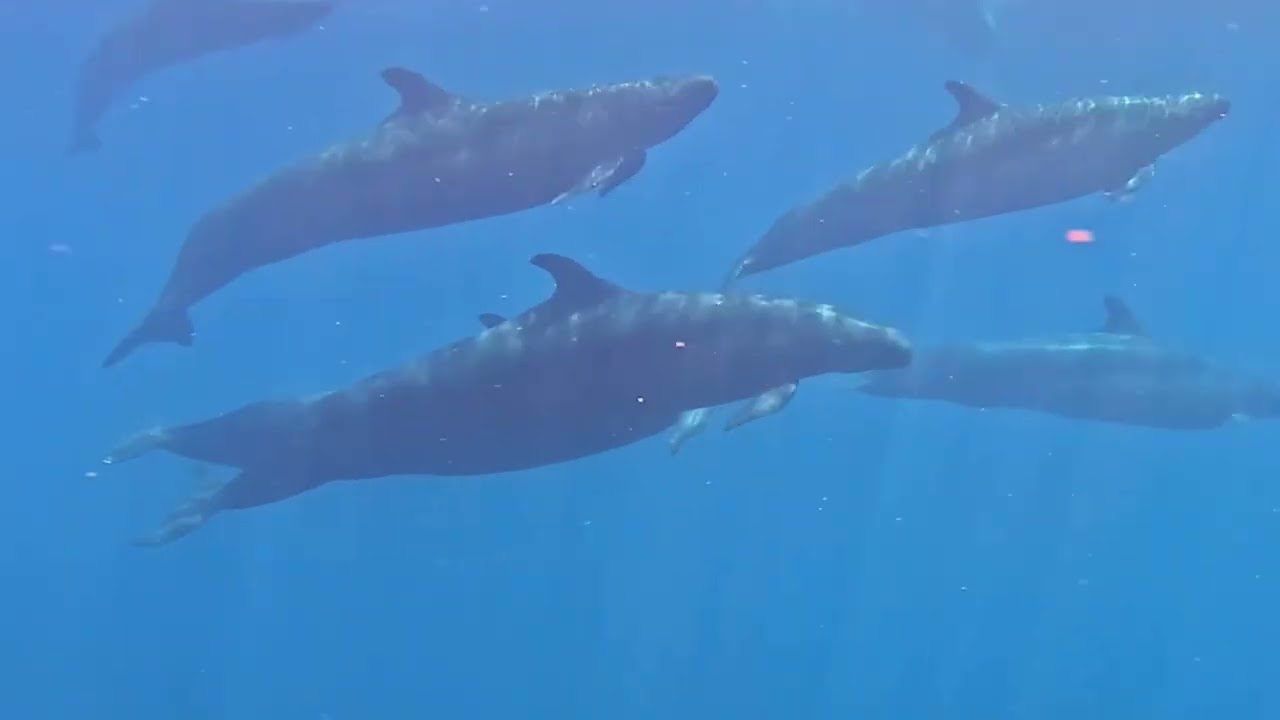 Pseudo Orcas - False Killer Whales - Drake Bay, Costa Rica ￼