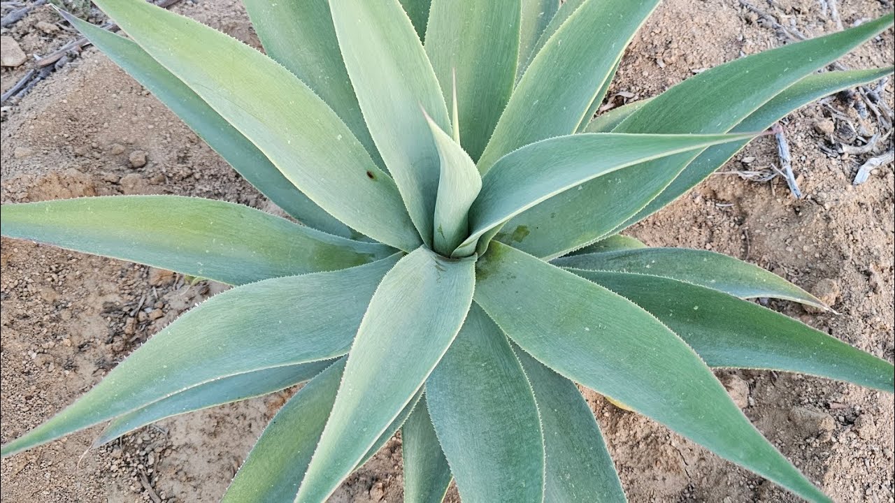 Agave hybrid 'Supreme' ; A cold, drought, heat & wind tolerant agave that is low care & easy to grow