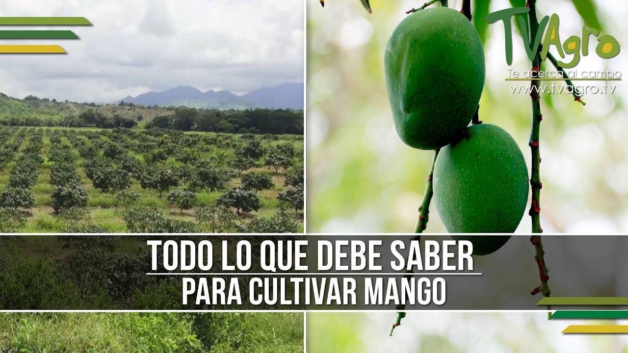 Todo lo que debe Saber para Cultivar Mango - TvAgro por Juan Gonzalo Angel