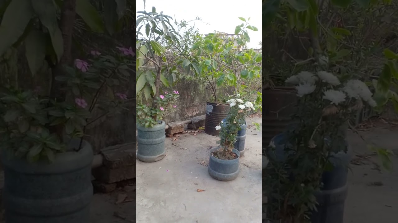 করিও না বিপদগামী 