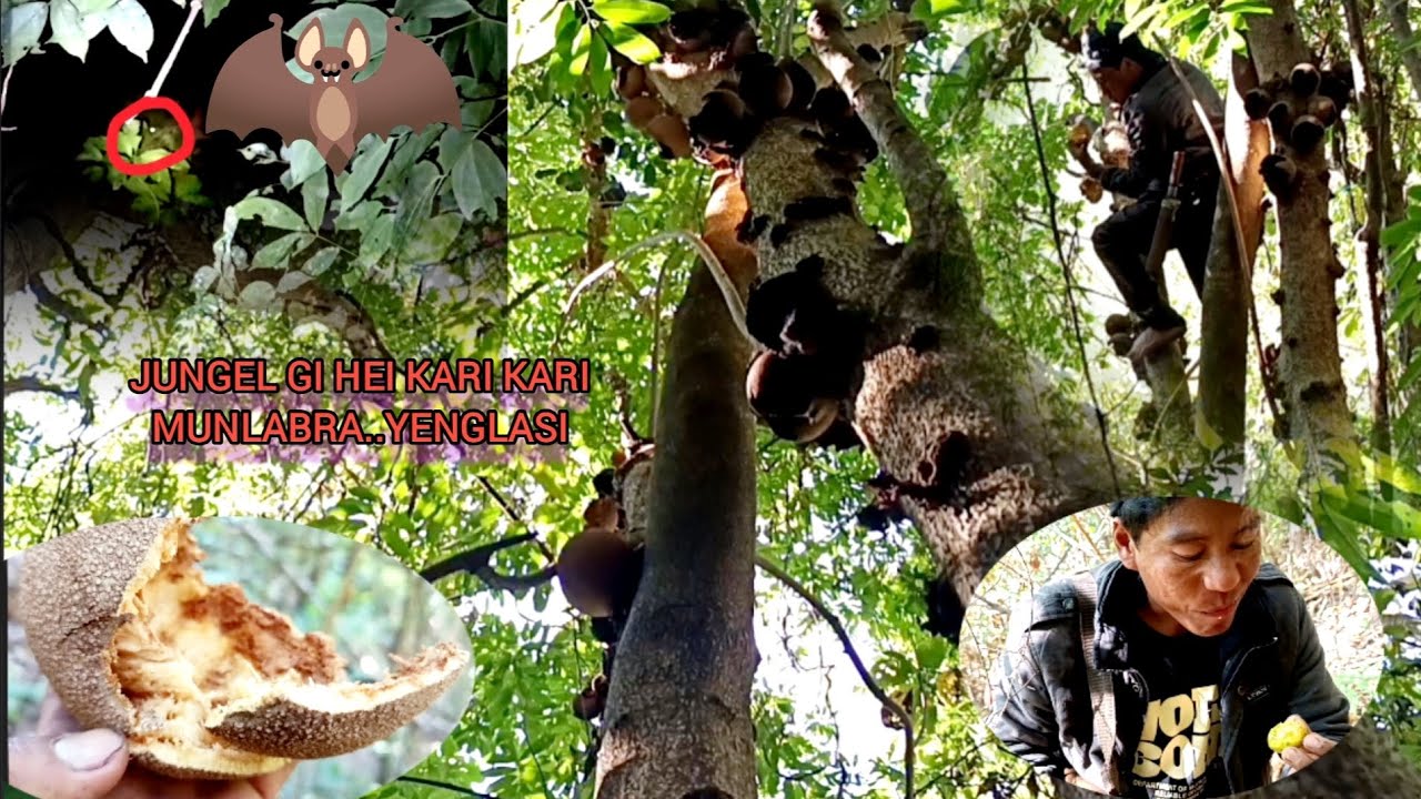 Ngasidi jungel da koiruge.kari Kari thengnabra.yengse.