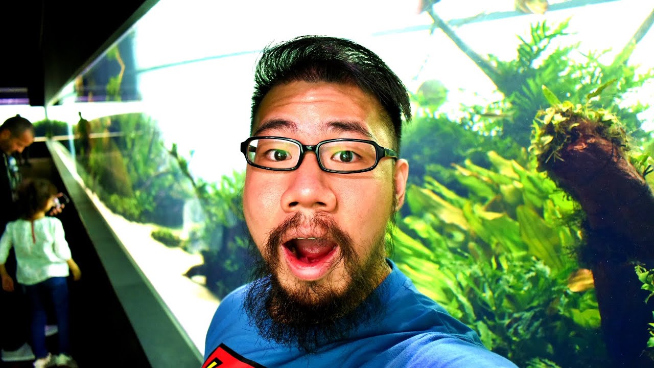 WORLD'S LARGEST AQUASCAPE!!! (Takashi Amano's Forest Underwater)