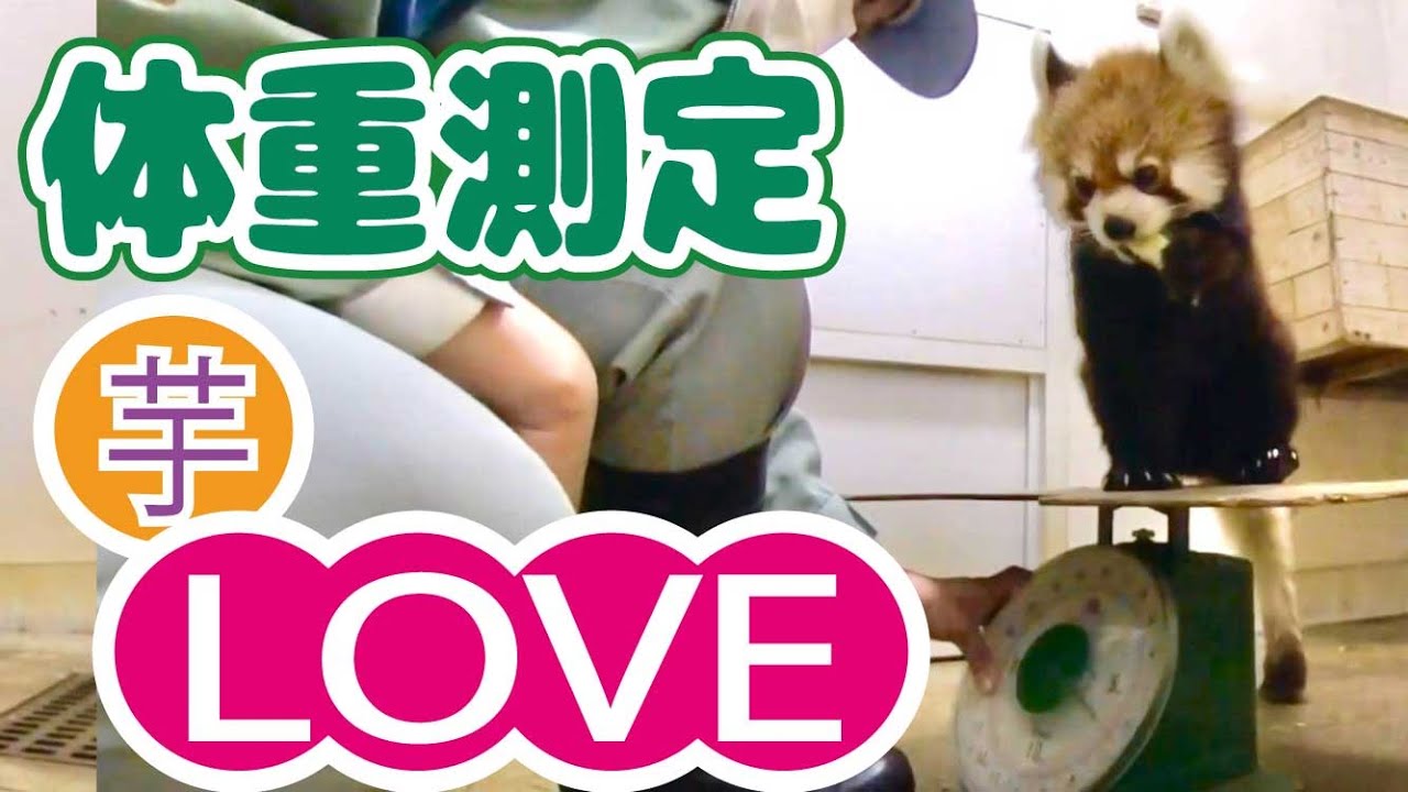 【千葉市動物公園公式】レッサーパンダの体重測定(後編)：体重よりリンゴより芋に興味があるメイメイ