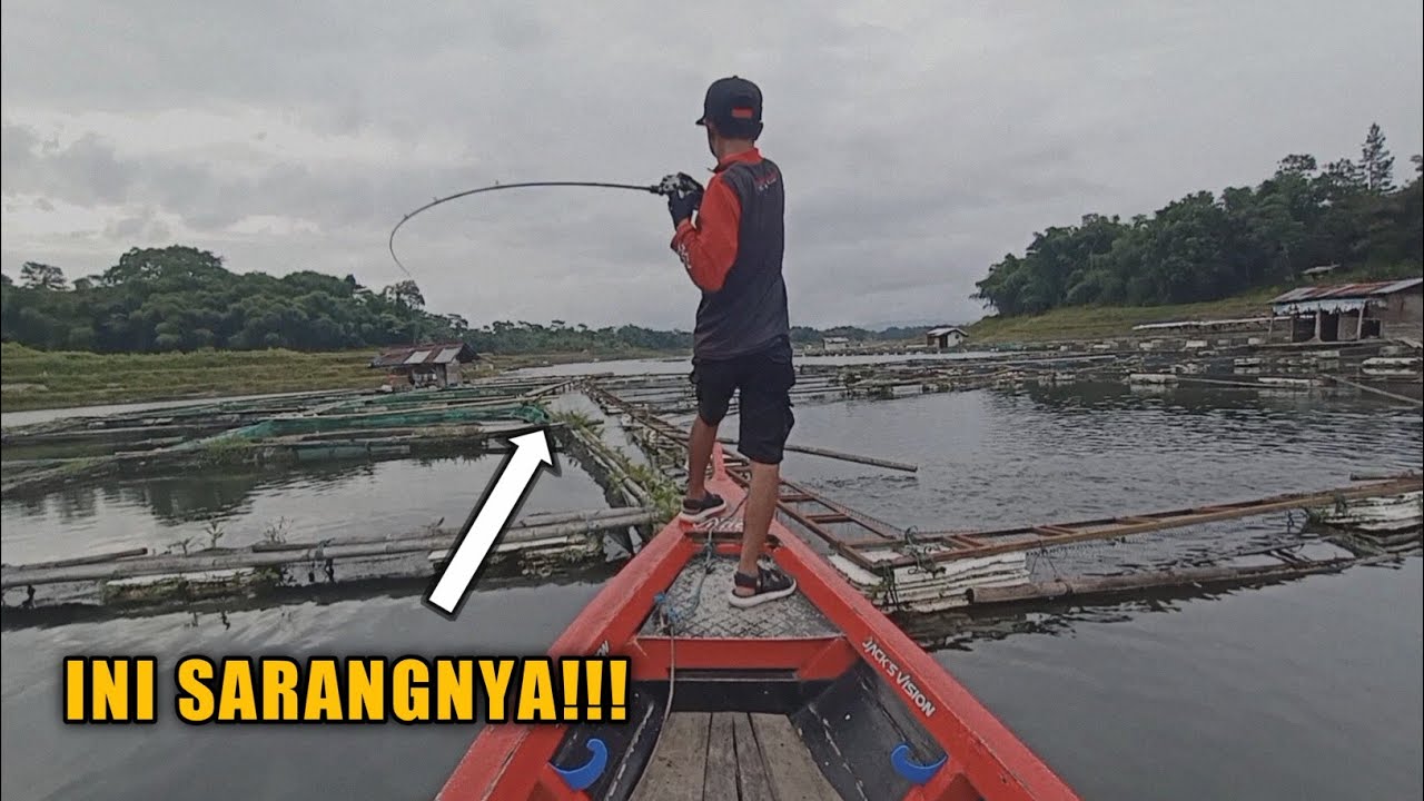 STRIKE TOMAN UNGU YANG BERSEMBUNYI DI ANTARA KERAMBA JARING APUNG‼️