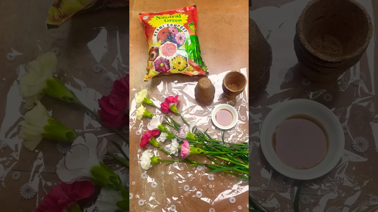 Propagate CARNATION PLANTS from flower stems - PART 1
