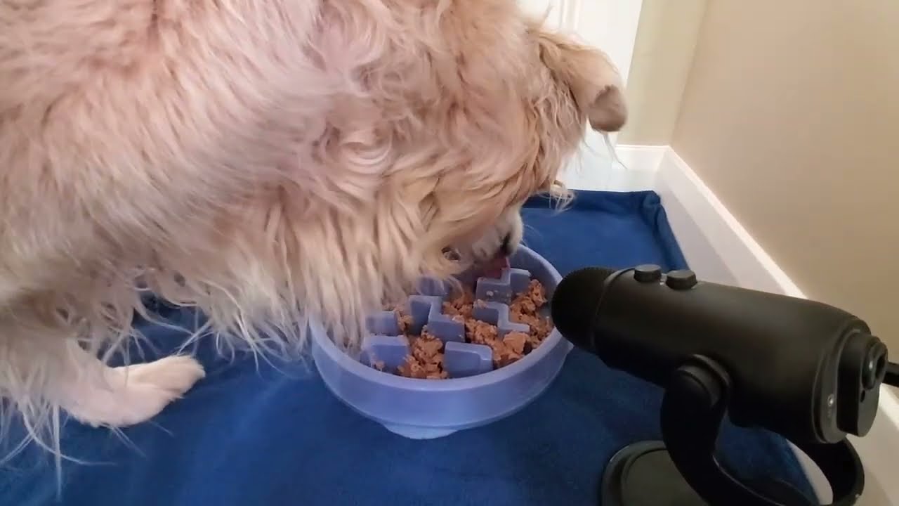 ASMR Dog Eating Wet Food From Slow Feeder Bowl For 35 Minutes [Samsung Galaxy Stereo Sound]