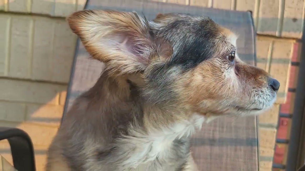 Talking Dog