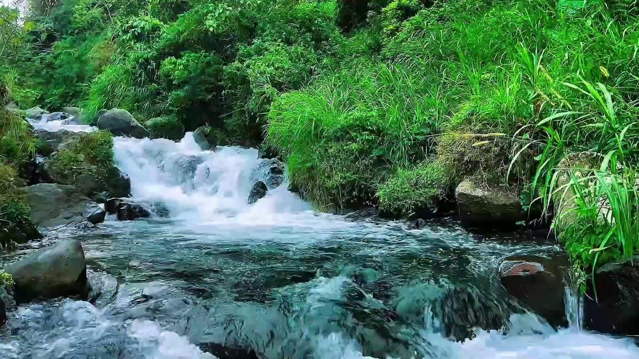 Natural Flowing Forest River, Mountain Stream Sounds, Sleep