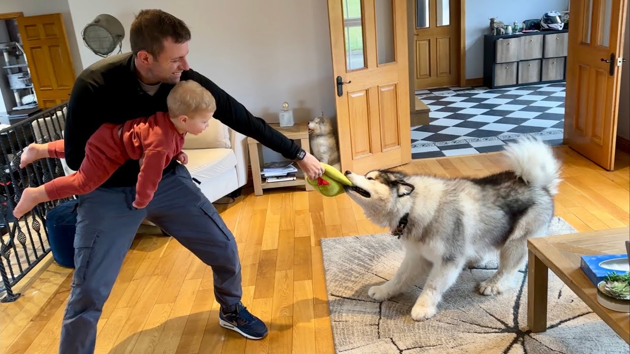 Adorable Laughing Baby Chases Giant Husky! (Cutest Ever!!)